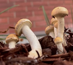 Leratiomyces percevalii