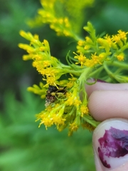 Phymata pennsylvanica