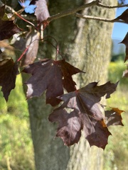 Acer platanoides