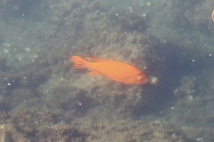 Hypsypops rubicundus