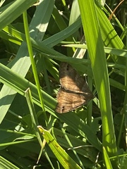 Phalaenostola eumelusalis