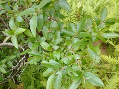 Vaccinium corymbosum