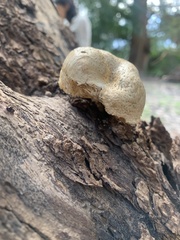 Neolentinus lepideus
