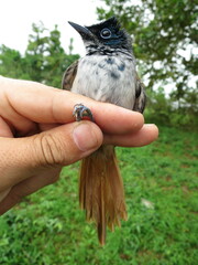 Terpsiphone atrochalybeia