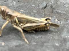 Melanoplus sanguinipes