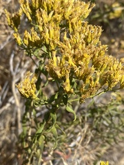 Chrysothamnus
