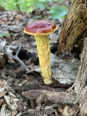 Aureoboletus betula