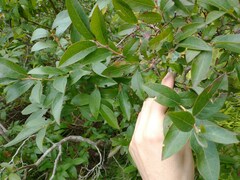 Vaccinium corymbosum