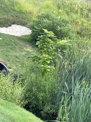 Reynoutria sachalinensis