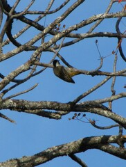 Chloropicus fuscescens