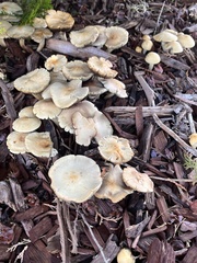 Leratiomyces percevalii