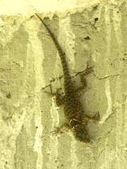Sceloporus torquatus