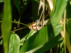 Propertius propertius