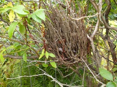 Calyptospora columnaris