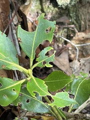Mycosphaerella colorata