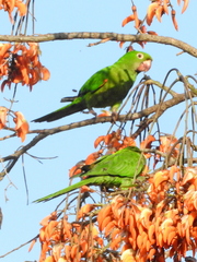 Psittacara leucophthalmus