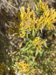 Chrysothamnus