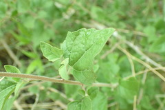Clematis ligusticifolia