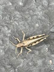 Melanoplus sanguinipes