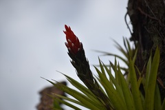 Guzmania monostachia