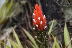 Guzmania monostachia
