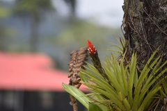 Guzmania monostachia