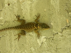 Sceloporus torquatus