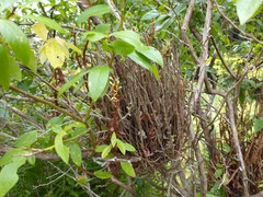 Calyptospora columnaris