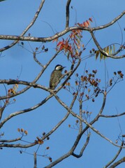 Chloropicus fuscescens