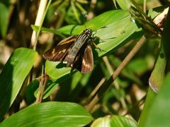 Propertius propertius