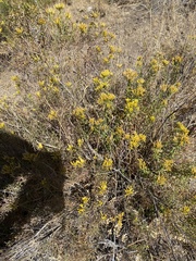 Chrysothamnus