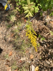 Solidago odora