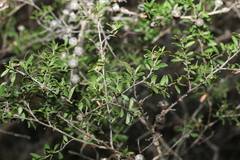 Leptospermum