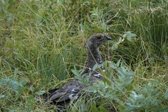 Dendragapus obscurus