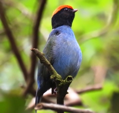 Chiroxiphia caudata