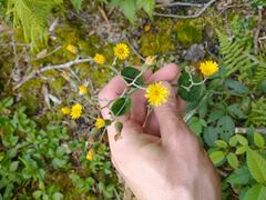 Hieracium