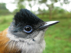 Terpsiphone atrochalybeia