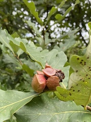 Andricus quercusstrobilanus