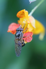 Rhingia nasica