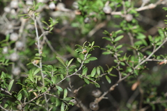 Leptospermum