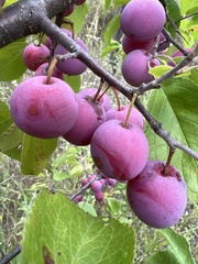 Prunus americana