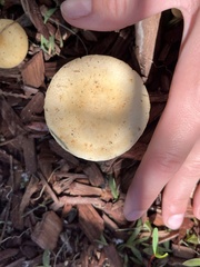 Leratiomyces percevalii