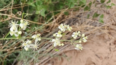 Clematis ligusticifolia