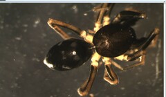Phrurolithus szilyi