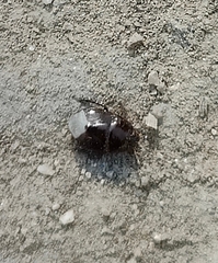 Pangaeus bilineatus