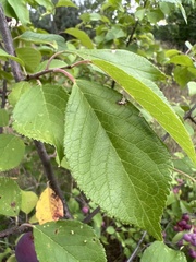 Prunus americana