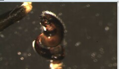 Phrurolithus szilyi