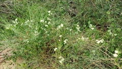 Clematis ligusticifolia