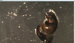 Phrurolithus szilyi