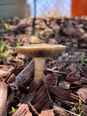 Leratiomyces percevalii